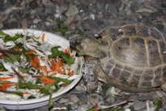 wycieczka_do_acuta_112_20081207_1341198005