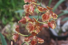 wycieczka_do_acuta_112_20081207_1733986024